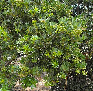 Arctostaphylosinsularis1.jpg