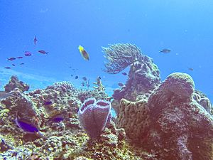 Arrecifes de Cozumel National Park