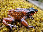 Atelopus carrikeri01.jpg