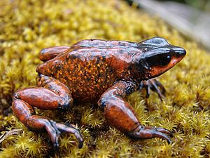 Atelopus carrikeri01