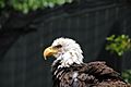 Bald Eagle Busch Gardens