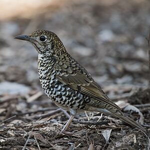 Bassian thrush.jpg