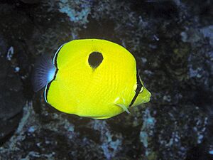 Bep chaetodon unimaculatus pemba.jpg