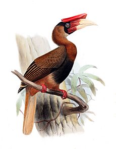 Buceros hydrocorax mindanensis