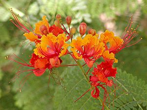 Caesalpinia pulcherrima