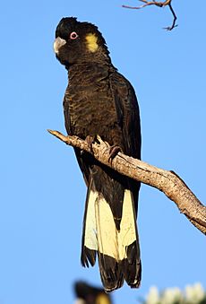 Calyptorhynchus funereus -Flinders, Victoria, Australia -male-8