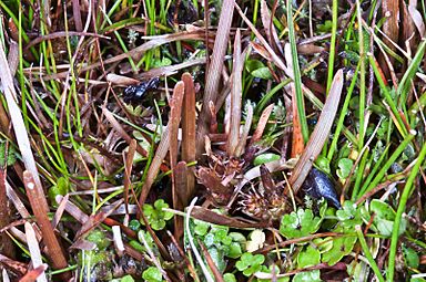 Carex berggrenii Petrie (AM AK330996-2)