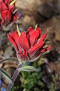 Castilleja elmeri 7878.JPG