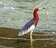 Chinese Pond Heron in Summer.jpg