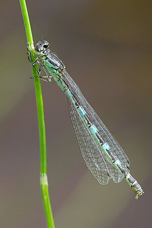 CoenagrionOrnatum Female.jpg