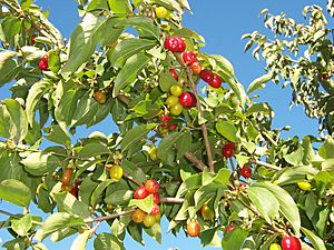 CornusMas Fruits 01.jpg