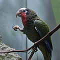 Cuban Amazon (Amazona leucocephala)4-4c