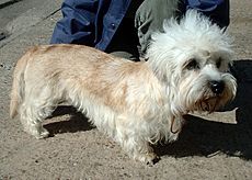 Dandie Dinmont Terrier 600