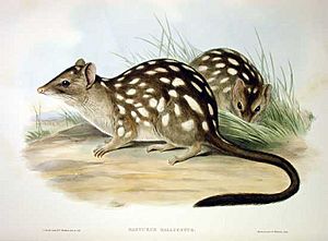 Dasyurus hallucatus - Gould