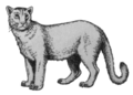 De vroeg-pleistocene sabeltandkat, Homotherium crenatidens (2008) Puma pardoides