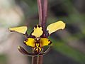 Diuris pardina (3)