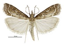 Eudonia octophora male.jpg