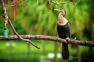 Female anhinga in Florida