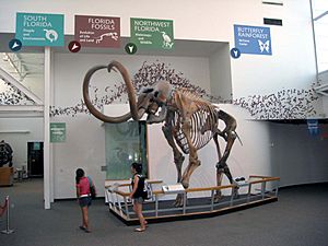 Flmnh colmammoth