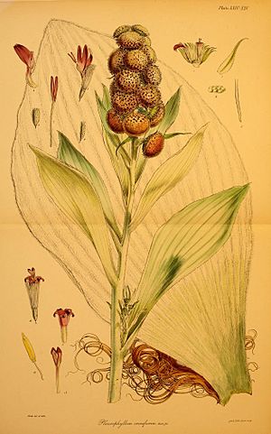 Flora Antarctica Plate XXIV.XXV.jpg