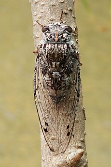 Floury Baker cicada back