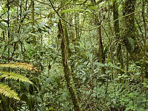 Forest on Gunung Batu Brinchang, Malaysia