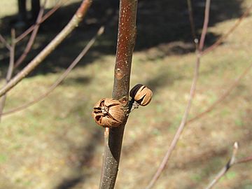 Franklinia alatamaha seeds