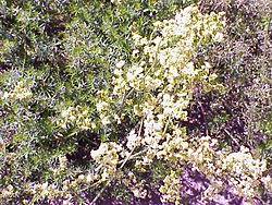 Galium verum2.jpg