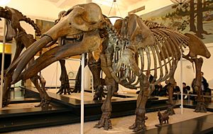 Gomphotherium productum