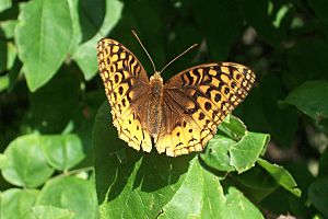 Great Spangled Fritillary