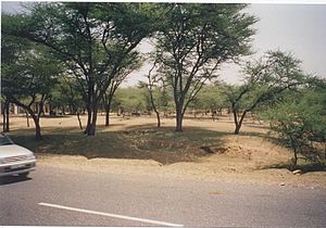 Greeningdesert1