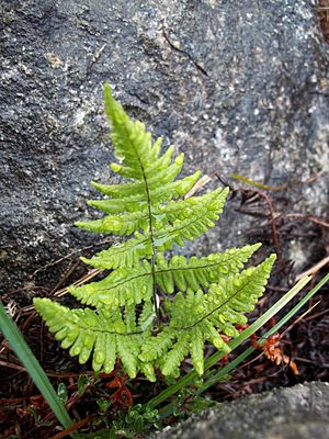 Gymnocarpium robertianum, Ireland.jpg