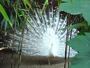 Indian peafowl white mutation