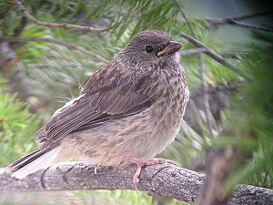 Junco hyemalis2