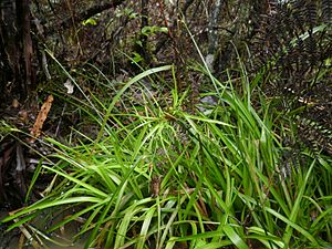 Juncus planifolius 11.JPG