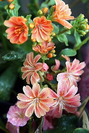 Lewisia cotyledon Sunset Strain 7zz.jpg