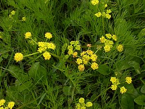 Lomatium bradshawii 2.jpg