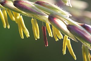 Männliche Blüte einer Maispflanze 2009-08-19