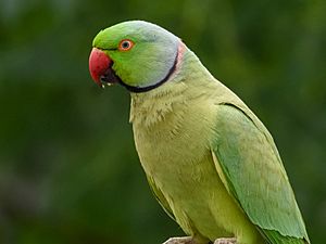 Male Rose-ringed parakeet.jpg