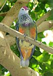 Mariana Fruit-dove2