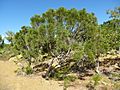 Melaleuca foliolosa 03