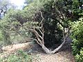 Melaleuca nodosa habit (ANBG)