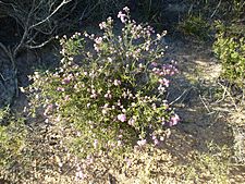 Melaleuca seriata (habit)