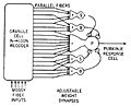 Model of Cerebellar Perceptron