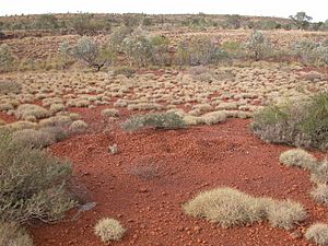 Mound of Western Pebble-Mound Mouse