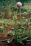 Musk thistle.jpg