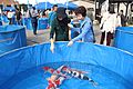 Nagaoka Koi Show 05