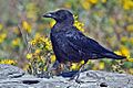 Northwestern Crow