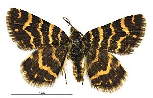 Notoreas isomoera male.jpg