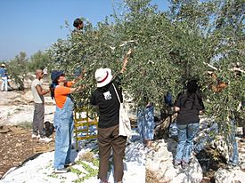 OliveHarvest